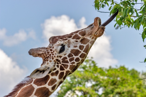 Giraffe in brush